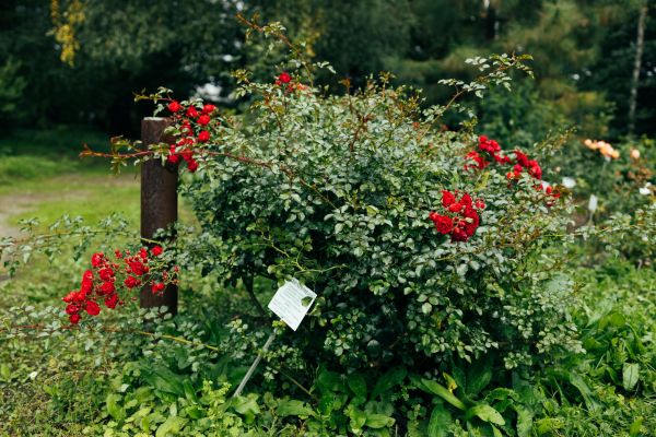 Rose Bush Removal in Walnut Creek