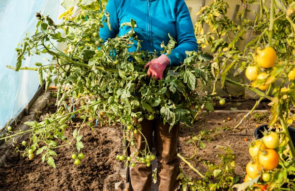 Garden Plant Removal in Walnut Creek