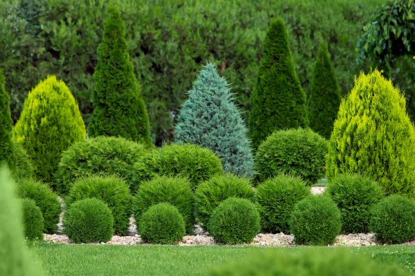 Shrub Shaping in Walnut Creek