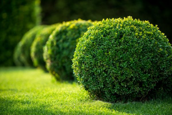 Bush Pruning in Walnut Creek