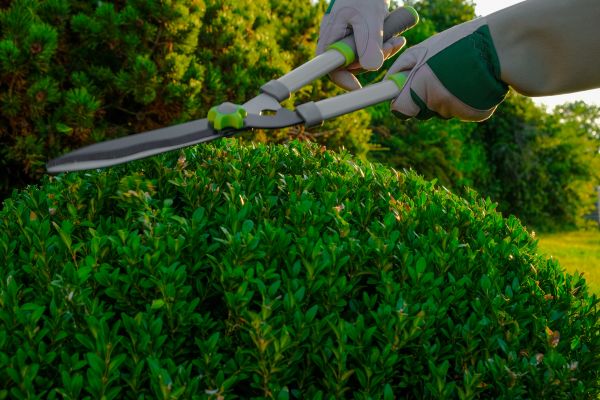 Topiary Shearing in Walnut Creek