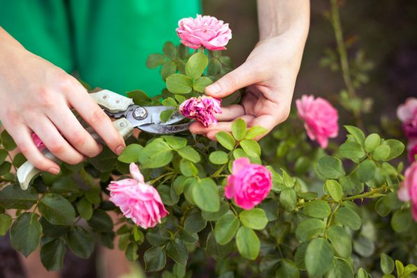 Rose Shearing in Walnut Creek