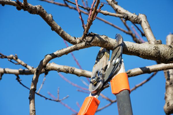 Selective Pruning in Walnut Creek