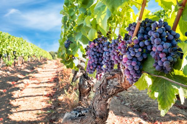 Grapevine Pruning in Walnut Creek