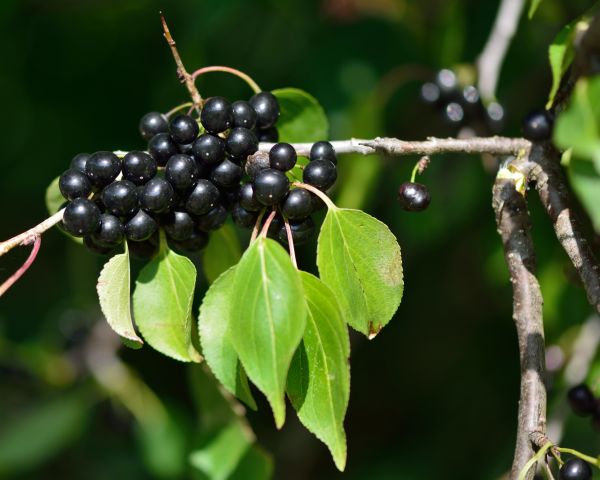 Buckthorn Removal in Walnut Creek