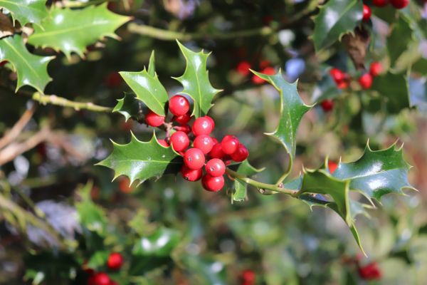 Holly Tree Trimming in Walnut Creek