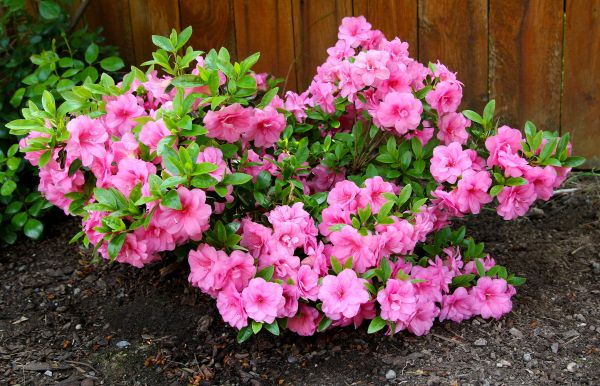 Azaleas Removal in Walnut Creek