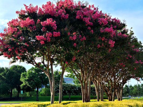 Crepe Myrtle Pruning in Walnut Creek