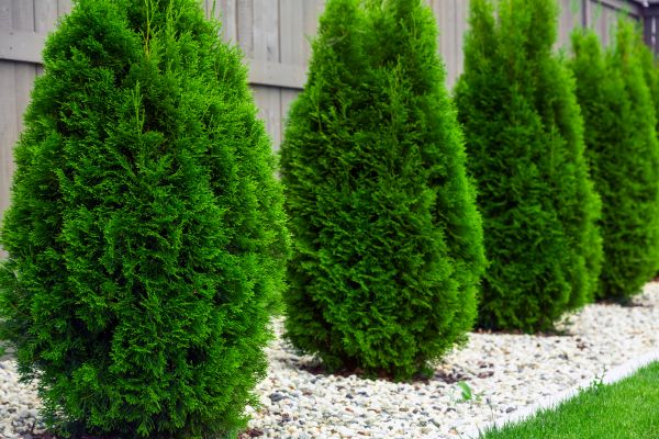 Arborvitae Pruning in Walnut Creek
