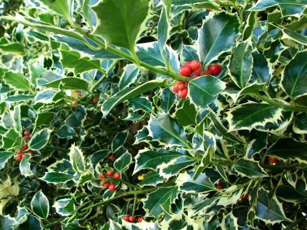 Holly Bushes Trimming in Walnut Creek