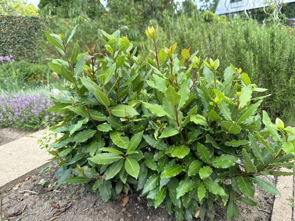 Laurel Hedge Removal in Walnut Creek