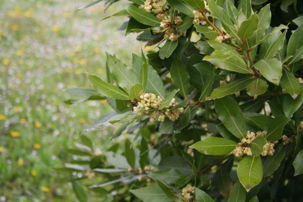 Laurel Trimming in Walnut Creek