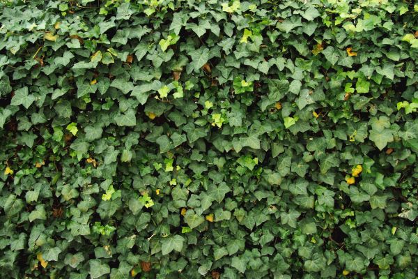 Ivy Pruning service in Walnut Creek