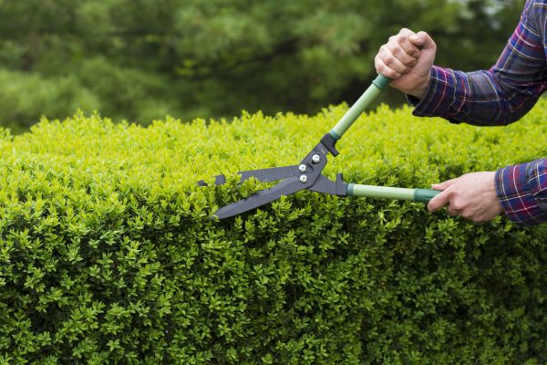 Evergreen Shrub Pruning in Walnut Creek