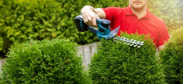 Hedge Shaping Service in Walnut Creek
