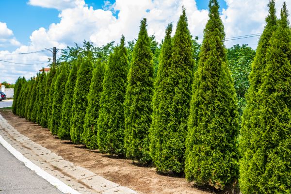 Arborvitae Shearing in Walnut Creek