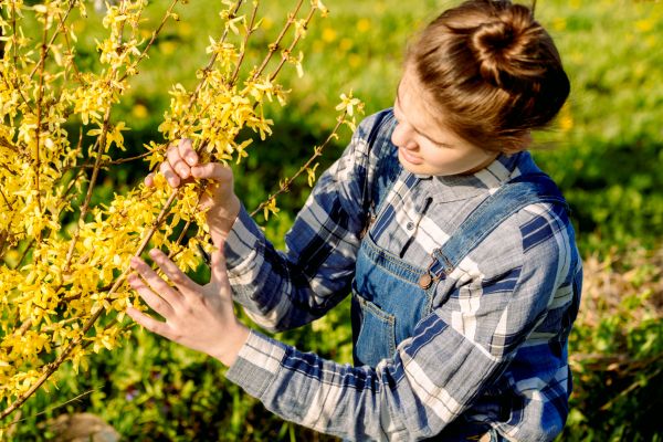 Forsythia Trimming in Walnut Creek