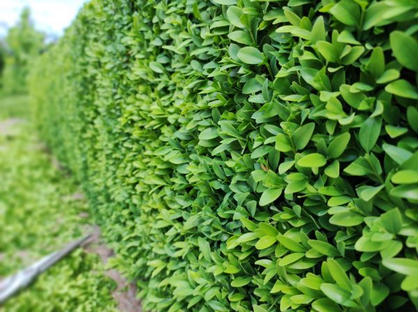 Boxwood Pruning in Walnut Creek