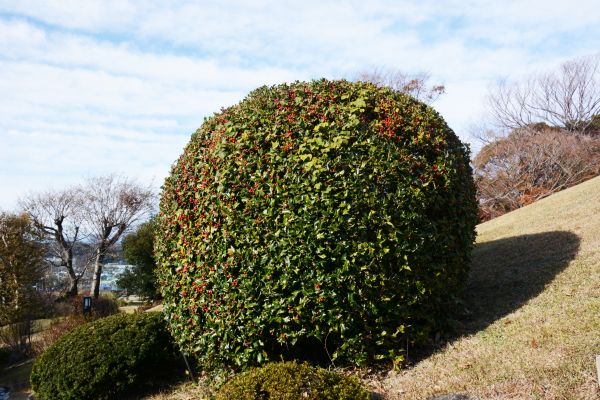 Holly Shrub Pruning in Walnut Creek