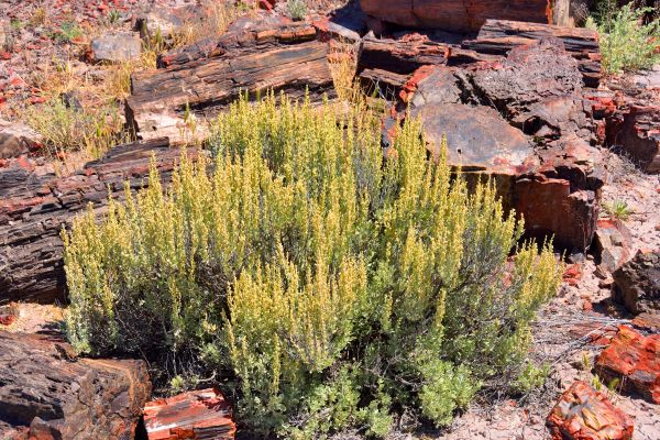 Sagebrush Removal in Walnut Creek