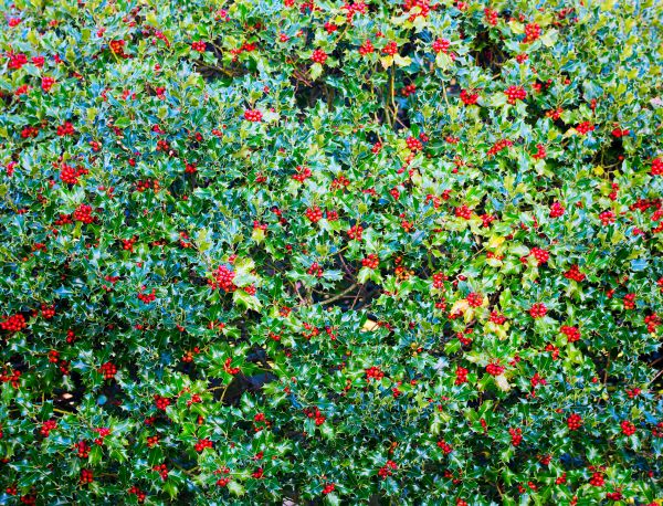 Holly Bush Removal in Walnut Creek