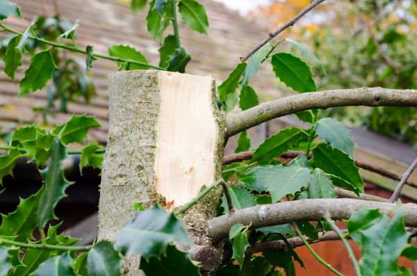 Holly Tree Removal in Walnut Creek