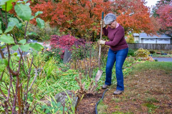 Dead Bush Removal in Walnut Creek