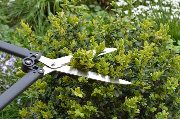 Boxwood Trimming in Walnut Creek