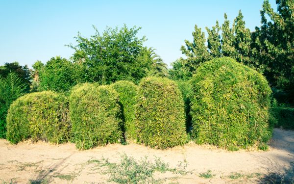 Bamboo Hedge Removal in Walnut Creek