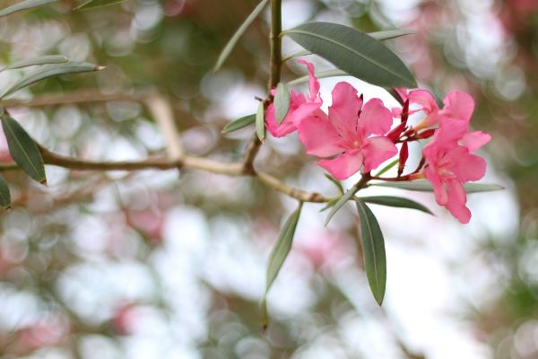 Oleander Removal in Walnut Creek