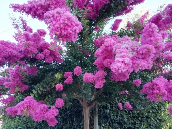 Crape Myrtle Pruning in Walnut Creek
