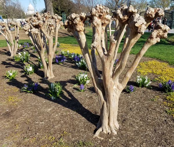 Myrtle Tree Removal in Walnut Creek