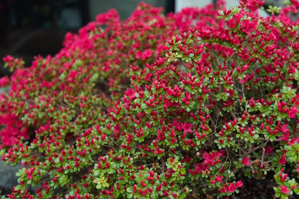 Weigela Removal Service in Walnut Creek