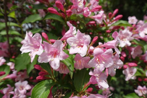 Weigela Pruning Service in Walnut Creek