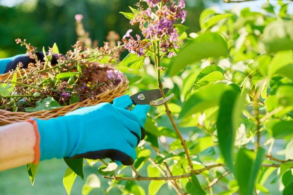 Lilac Trimming Service in Walnut Creek