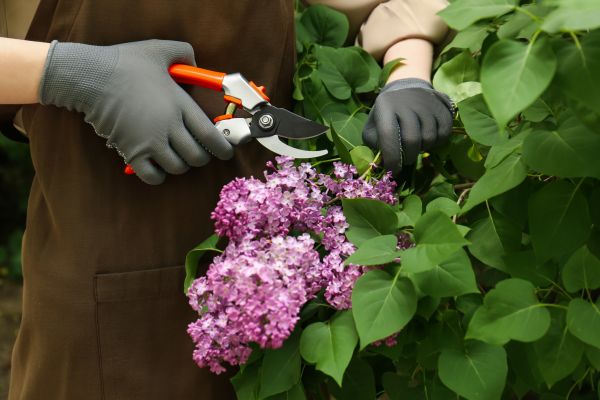 Lilac Pruning Service in Walnut Creek