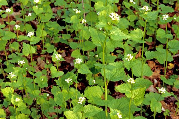 Garlic Mustard Removal in Walnut Creek