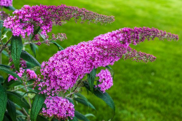 Butterfly Bush Removal in Walnut Creek