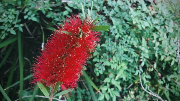 Bottlebrush Pruning in Walnut Creek